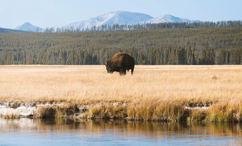 viaggio negli stati uniti - yellowstone