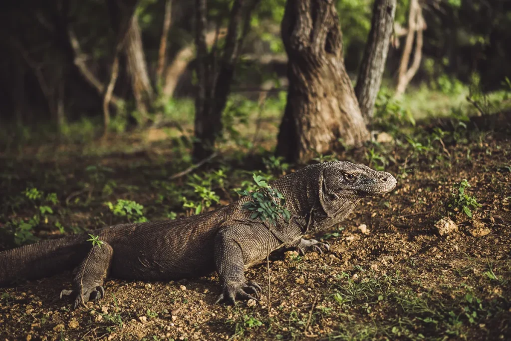 viaggio in indonesia - komodo