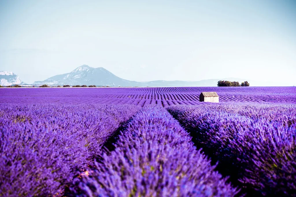 viaggio in francia - provenza